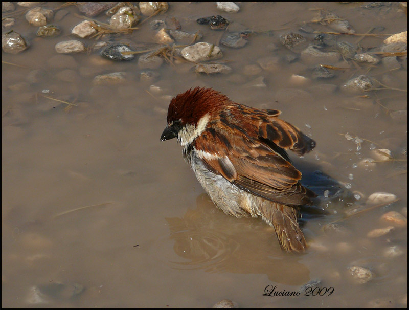 Il bagno del passero